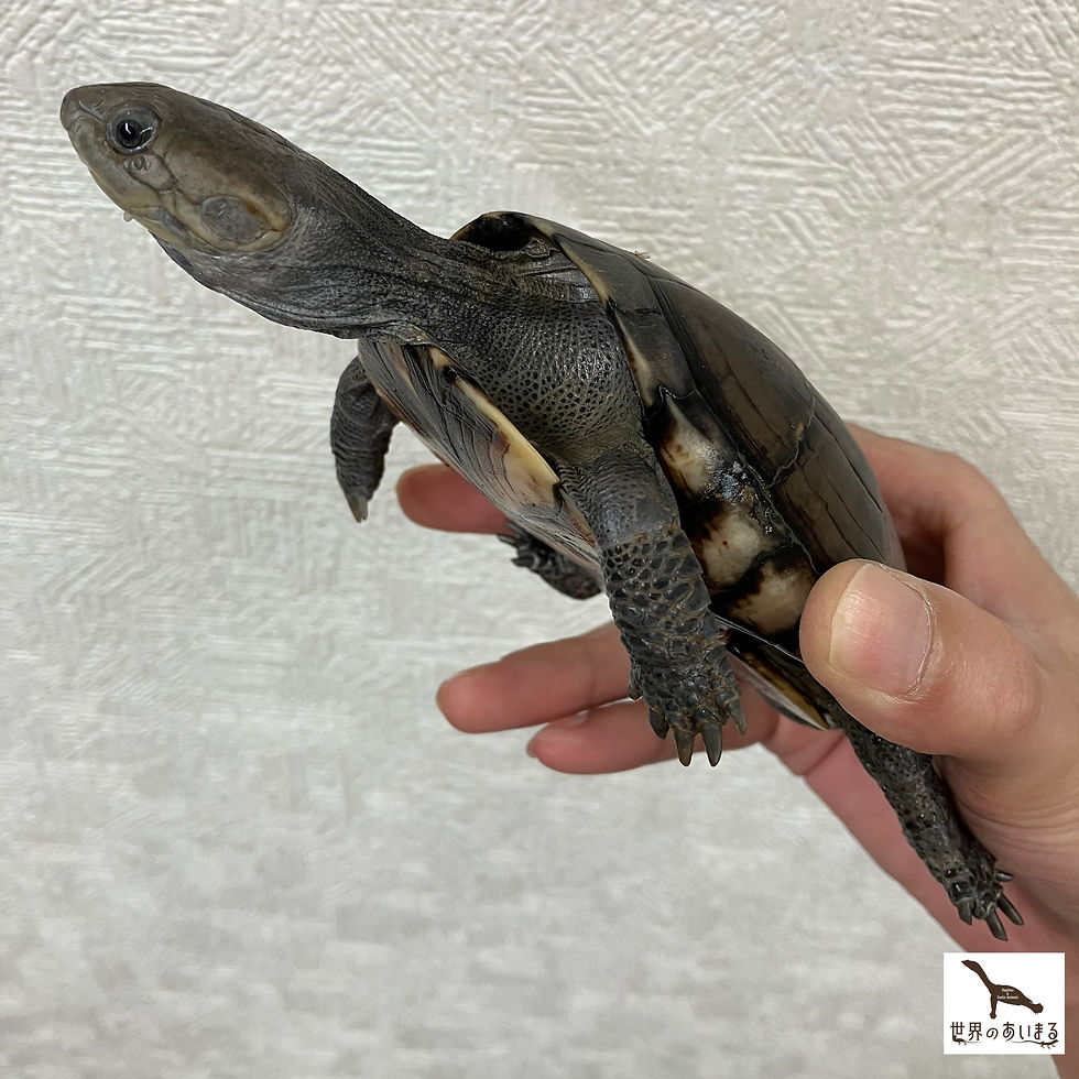 ウスグロハコヨコクビガメ