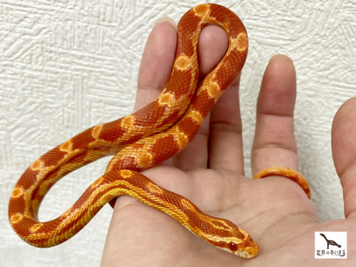 コーンスネーク アメラニスティック ♀ 2022 国内CB | 世界のあいまる