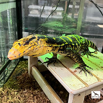 カミンギー