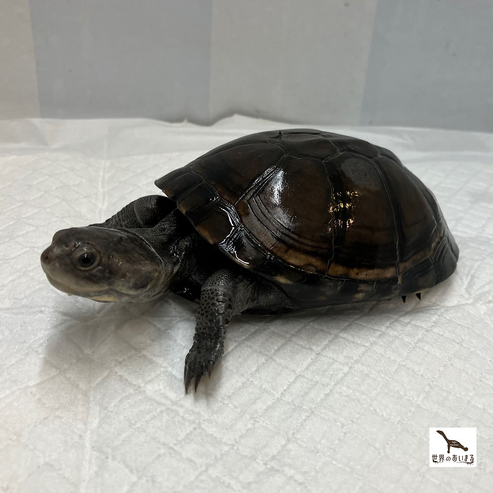 ウスグロハコヨコクビガメ