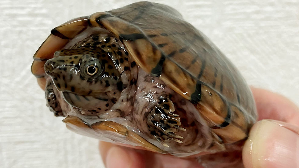 カブトニオイガメ