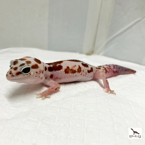 最終値下げ【新品】ヒョウドウ　HYOD ST-W ANCUS ホワイトカモ W&Yベルhetエクリプス ♀ 販売中🙌‼️ #ヒョウモントカゲモドキ