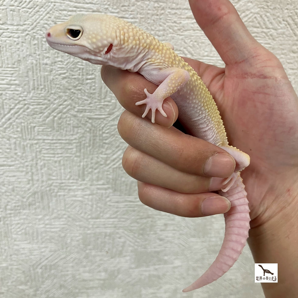 レオパードゲッコー　サイクロン