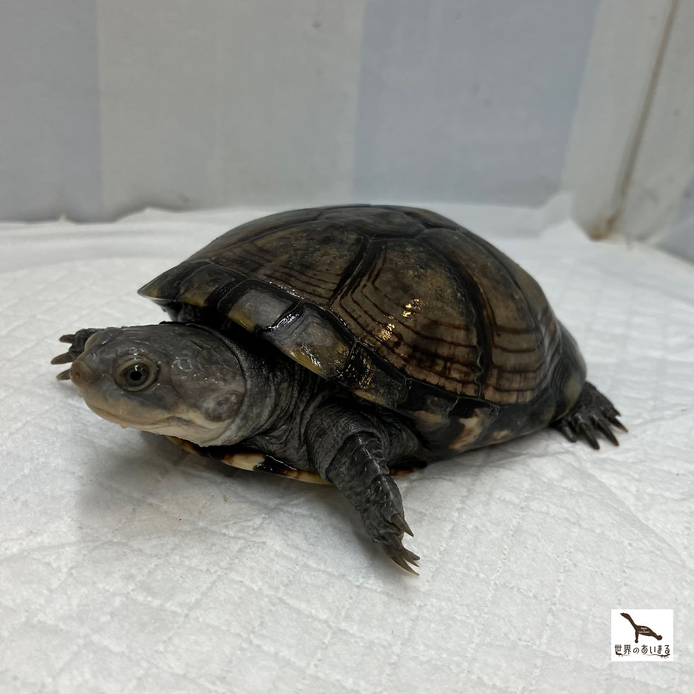ウスグロハコヨコクビガメ