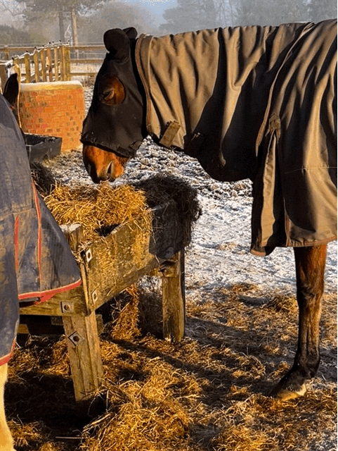 Bertie loving the hay but being real here I am for ever checking their face masks... they only go on when it is very cold....