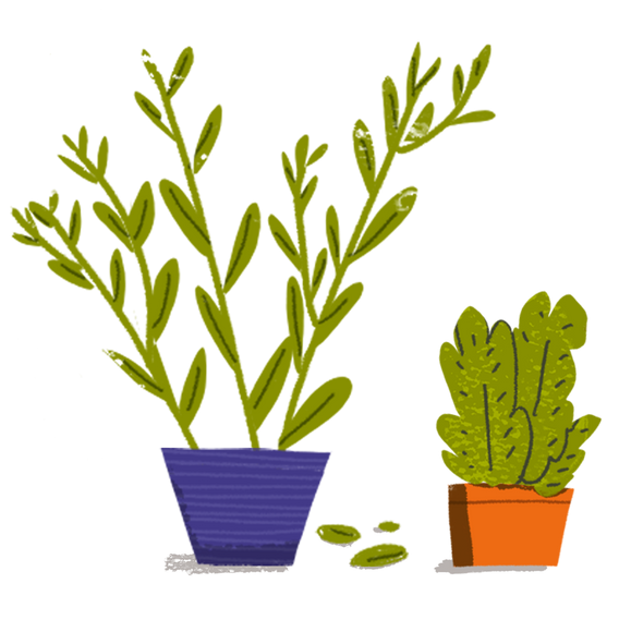 plants-for-my-web.png