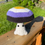 Thumbnail: Pride Mushrooms - Large