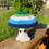 Thumbnail: Pride Mushrooms - Large
