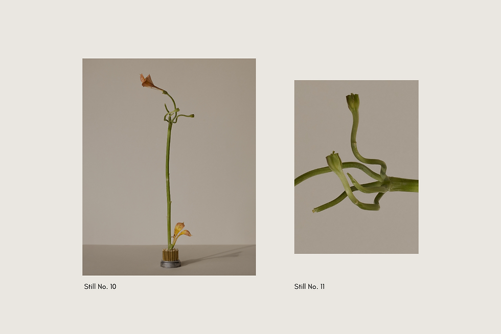 Miniatura: Zestaw | Still No. 10 x 11