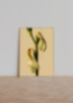 Miniatura: Still No. 14