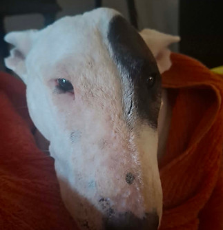 Marley 2.jpg