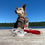 Thumbnail: Bold Biothane Leash or Long Lead