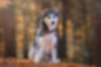 processed-2dc5293c-45b4-4ccc-a1b7-01f79cfe25eb_yq1sVUAw[4344].jpeg