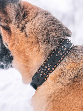 Black and Gold Luxury Biothane Collar