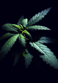 young-cannabis-plant-with-chiaroscuro-effect-2021-08-29-01-19-55-utc_edited.jpg