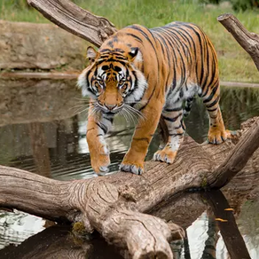 Pelham Leather Goods Ltd announces exciting new partnership with London Zoo launching SS26