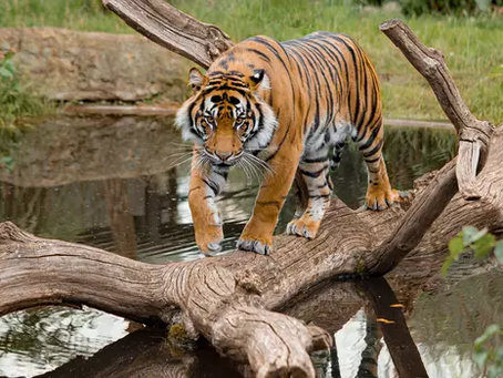 Pelham Leather Goods Ltd announces exciting new partnership with London Zoo launching SS26