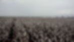 Cotton under Pivot