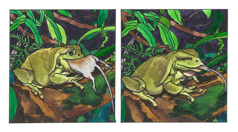 Swallowing a Mouse watercolour & ink on paper painting drawing Kyra Henley