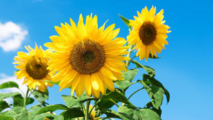 Like the sunflowers are looking towards rge sun, so should our eyes be searching for the return of Jesus.