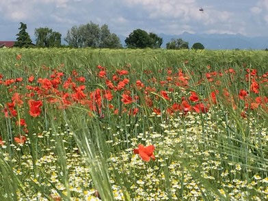 Entdecke Gottes Größe in der Natur