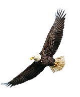 Adler in der Luft