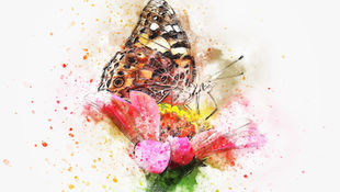 Schmetterling befruchtet die blüte