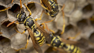 Bienen arbeiten fleißig