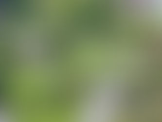 Zwei Schmetterlinge auf einer Wiese – ein Symbol für Frieden, der in vielen Sprachen verbindet: Schalom, Frieden, Salam, Peace, שָׁלוֹם.