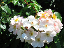 Part II: A right yoga teacher can guide practitioners on their journey of discovery