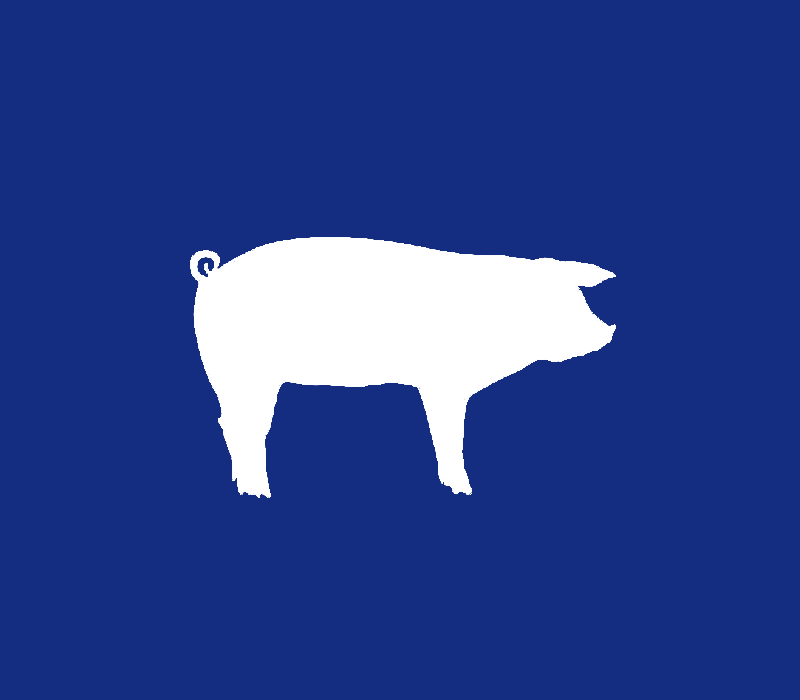 Swine