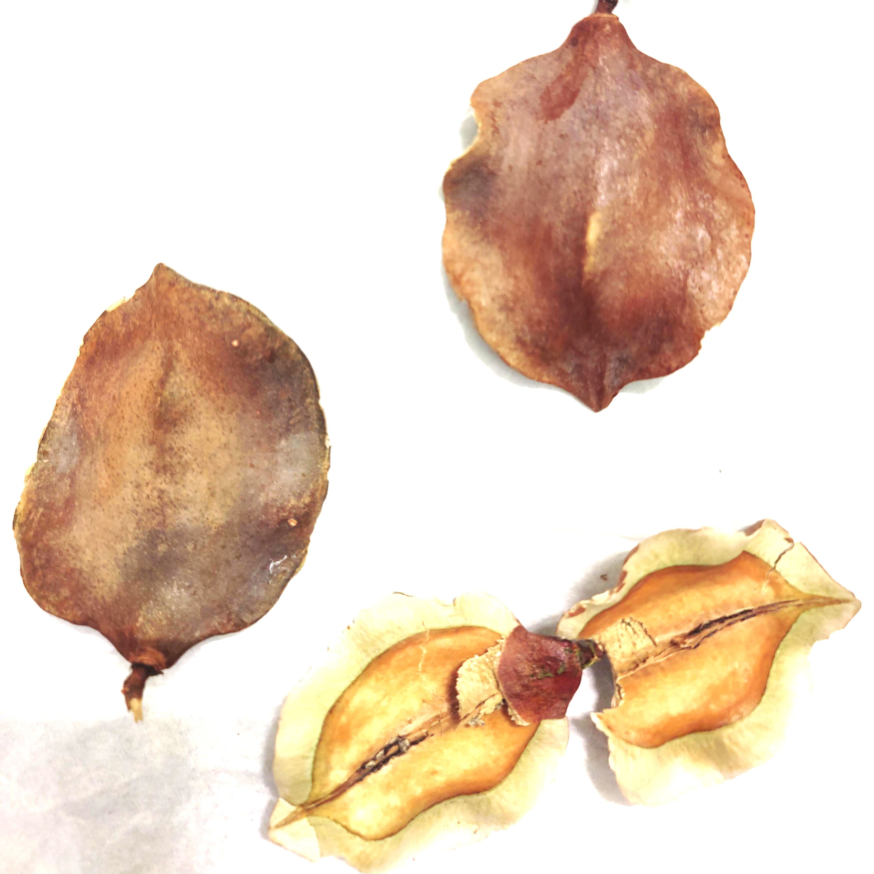 Jacaranda Pods Shrimp Botanicals