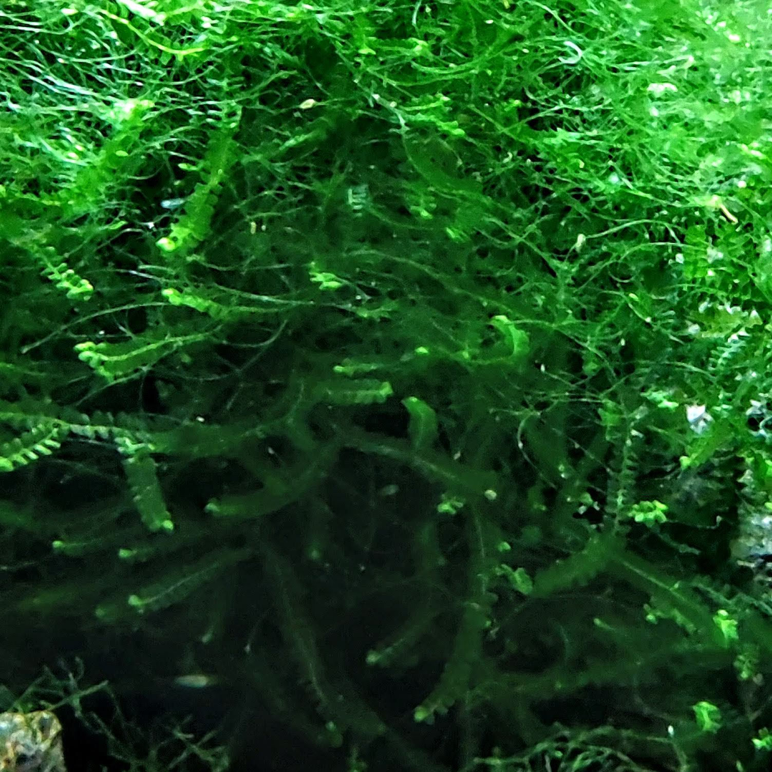 Borneo Moss Shrimp Aquarium Plant