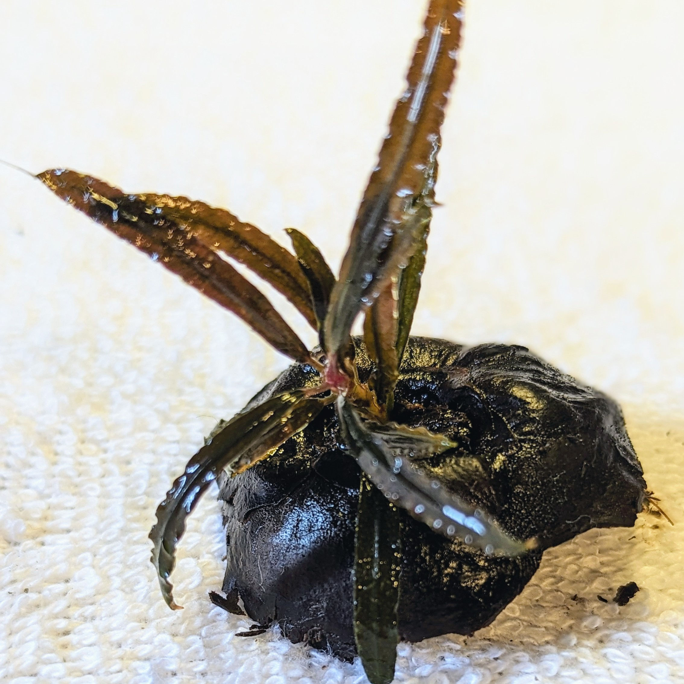 Bucephalandra sp Black Label