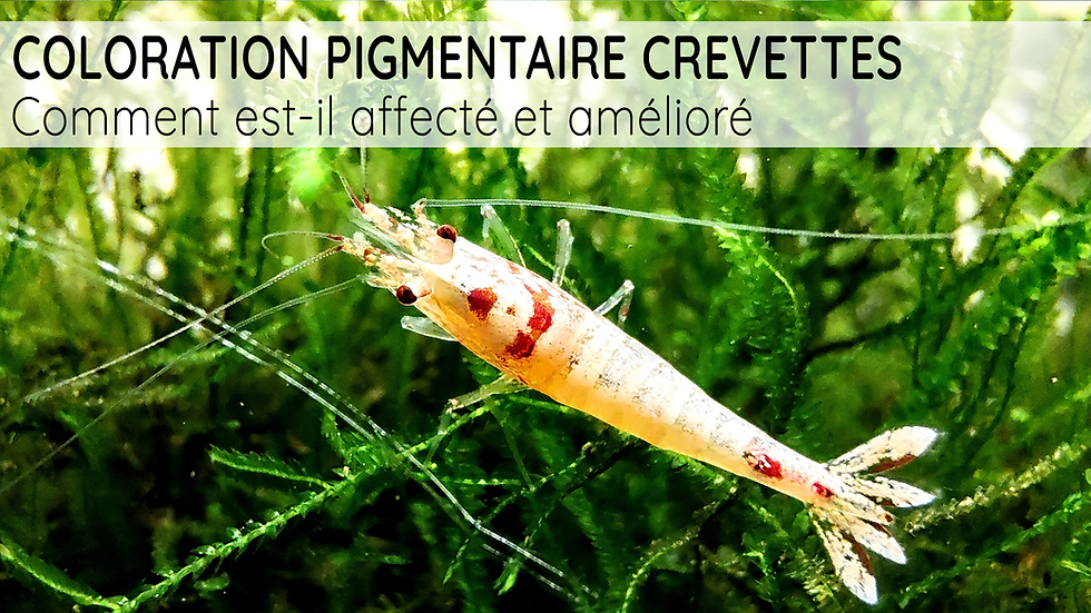 Shrimp Pigment Coloration