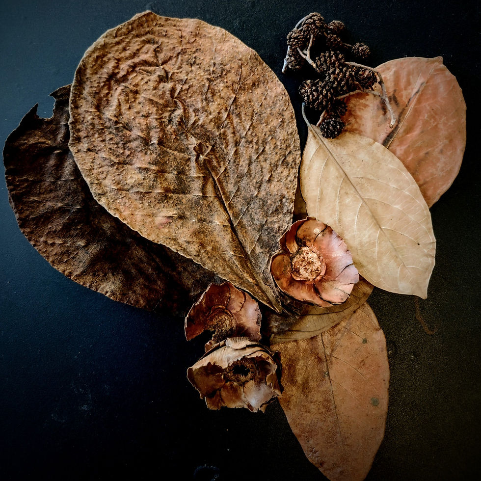 Miniature : aquarium tannin extract leaves