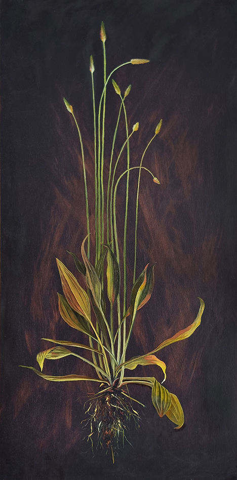 Bullets, 2025, oil on marine plywood, 40 x 81 cm