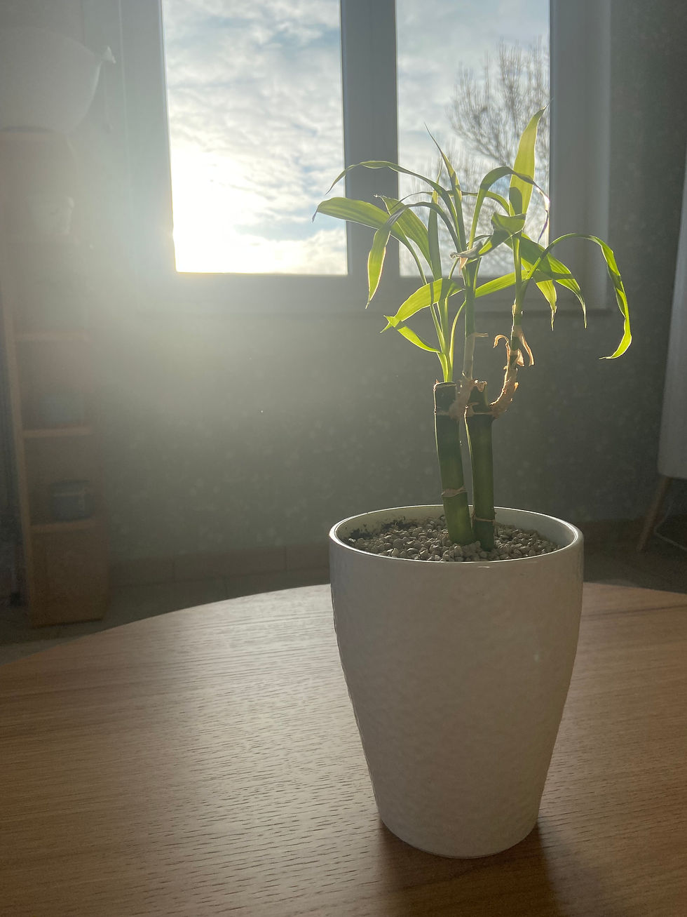 Een foto van een klein bamboeplantje op de salontafel in de praktijkruimte van Relax & Reconnect.