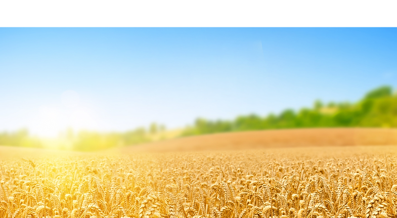 Wheat.png