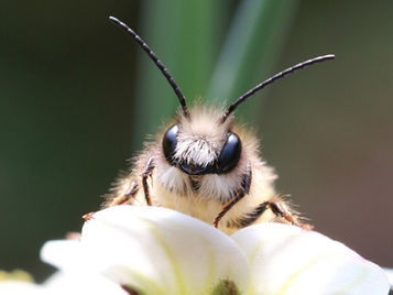 Mut zum wilden Garten!