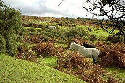 Dartmoor and ponies photo