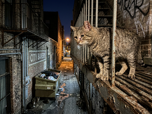 Carl The Battle Scarred Tomcat Brings Three Rules for Survival