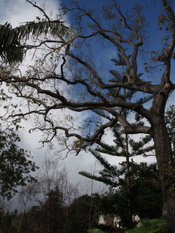 Tree silhouette