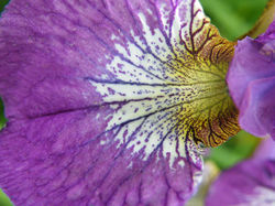 Flower detail
