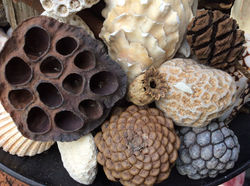 Natural forms