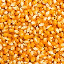 Popping Corn Raw Seeds