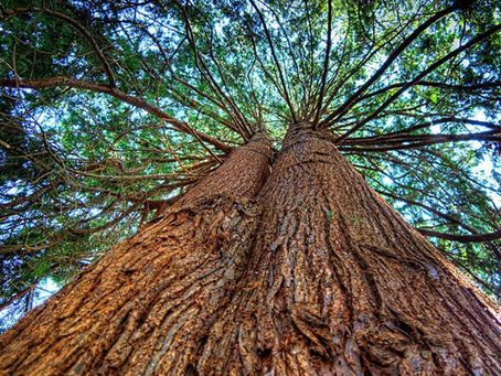 El cedro, la herencia de nuestros antepasados.
