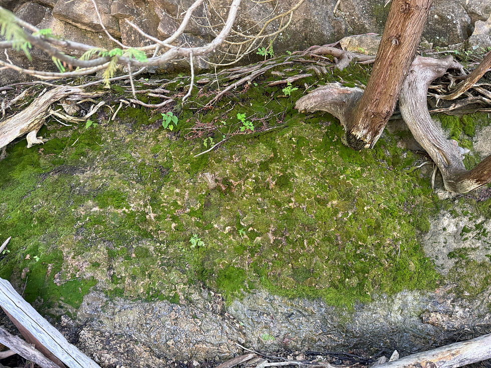 The same moss patch, after re-attachment