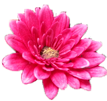 flower 1.png