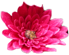 flower 2.png